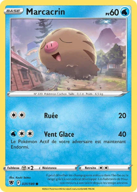031 - Marcacrin