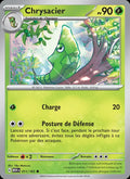 011 - Chrysacier