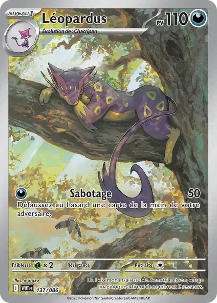 137 - Léopardus